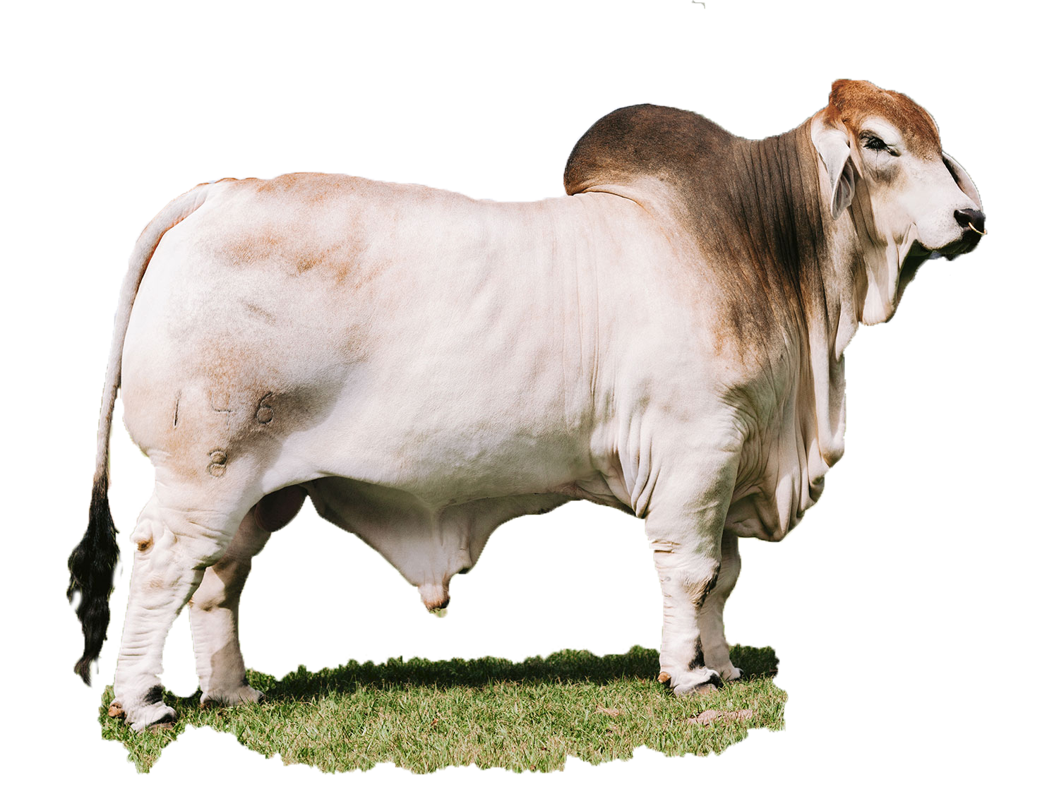 LIVESTOCK